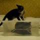 Illustration for article titled Kitten Tries to Liberate Friend From Box